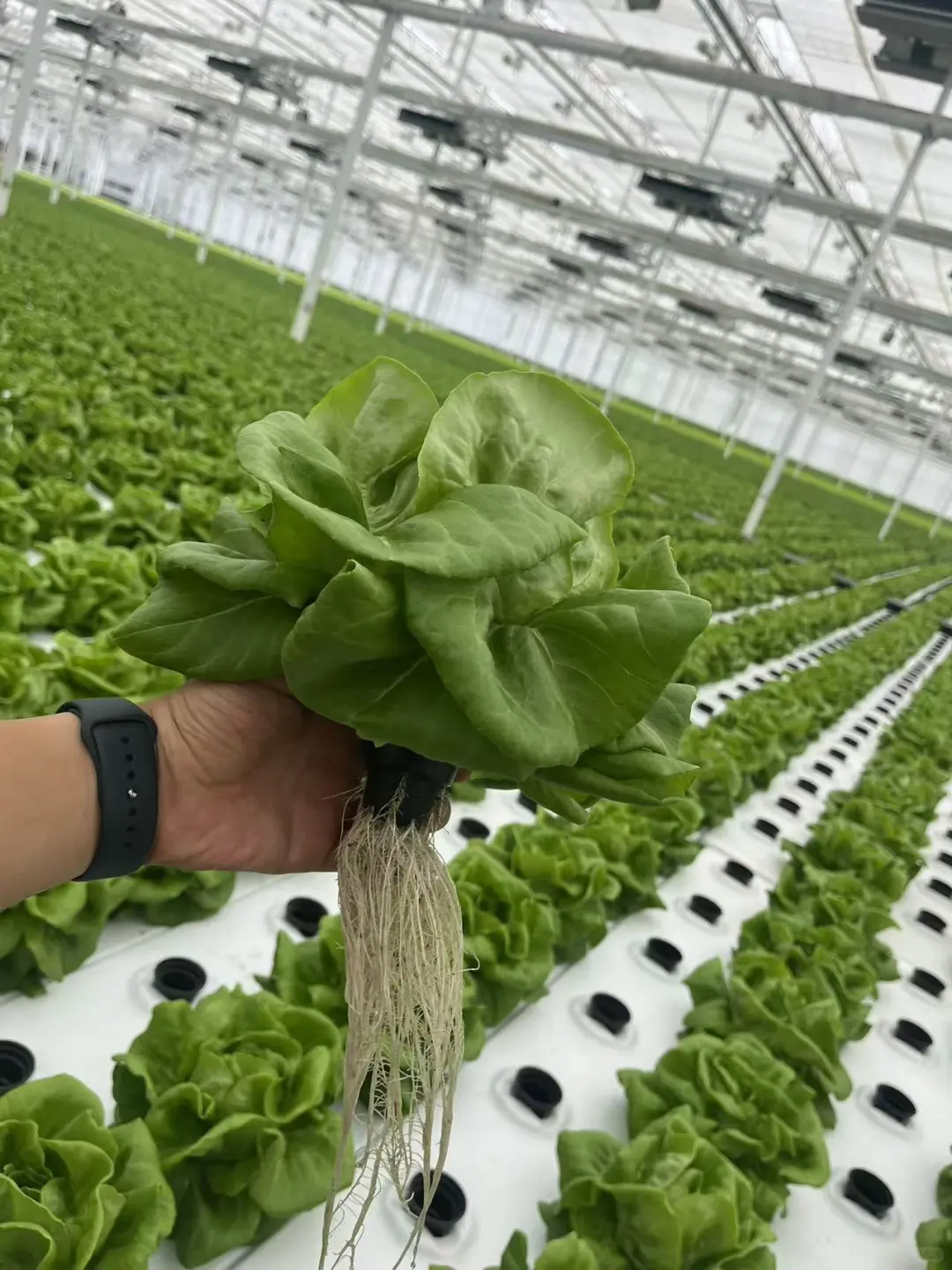 探秘杨凌智慧农业示范园 ??