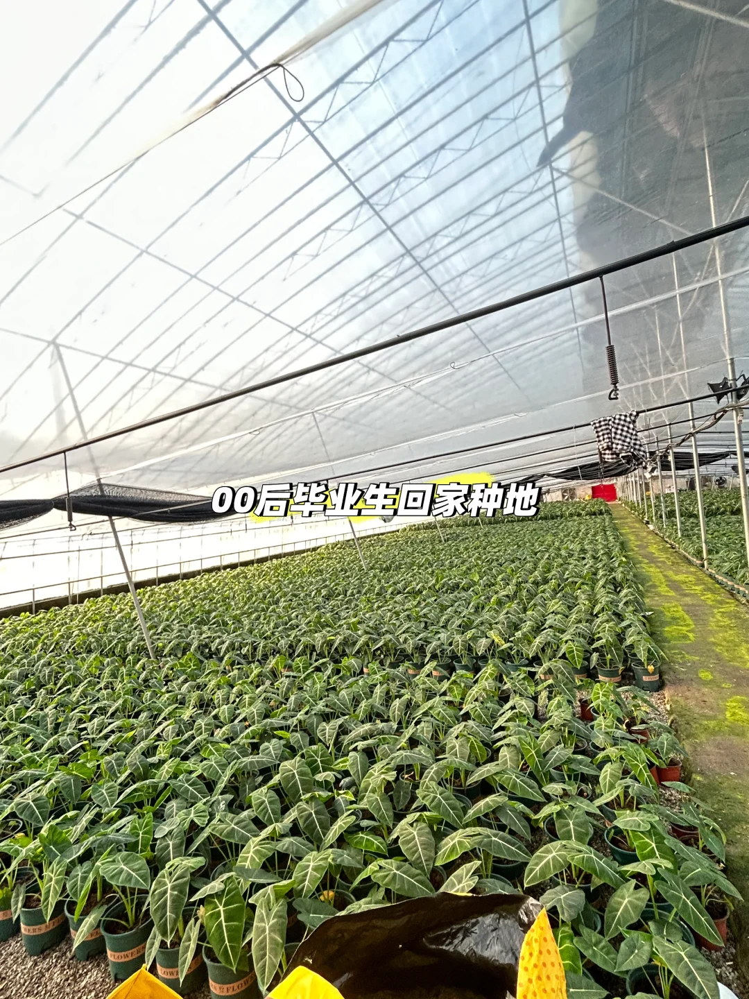 00后拥有一个热值大棚
