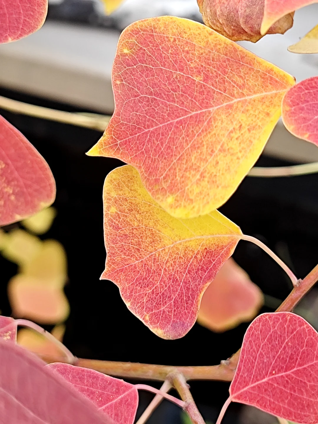 捡来的乌桕长大了