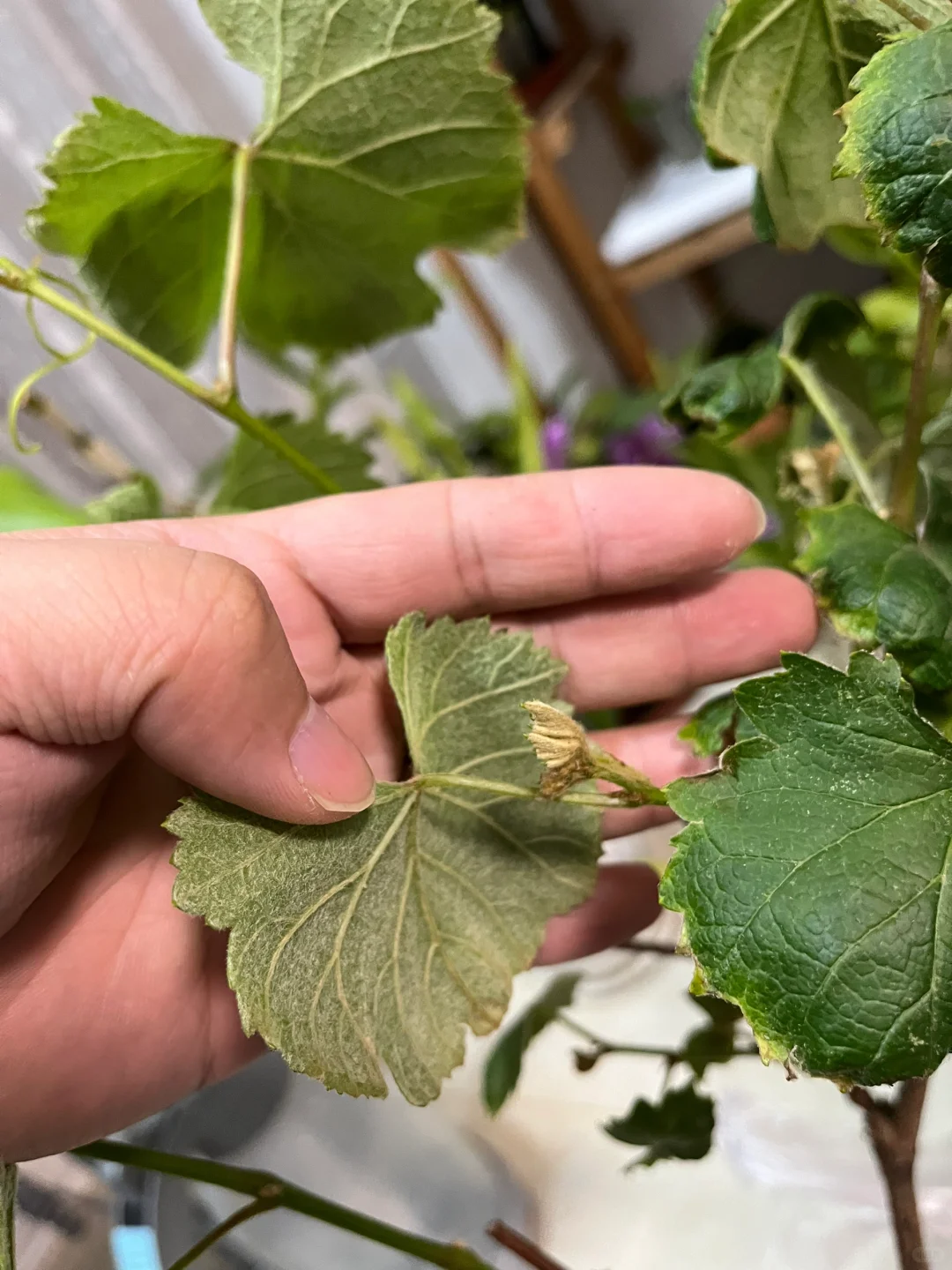 有人懂葡萄修剪吗？求赐教