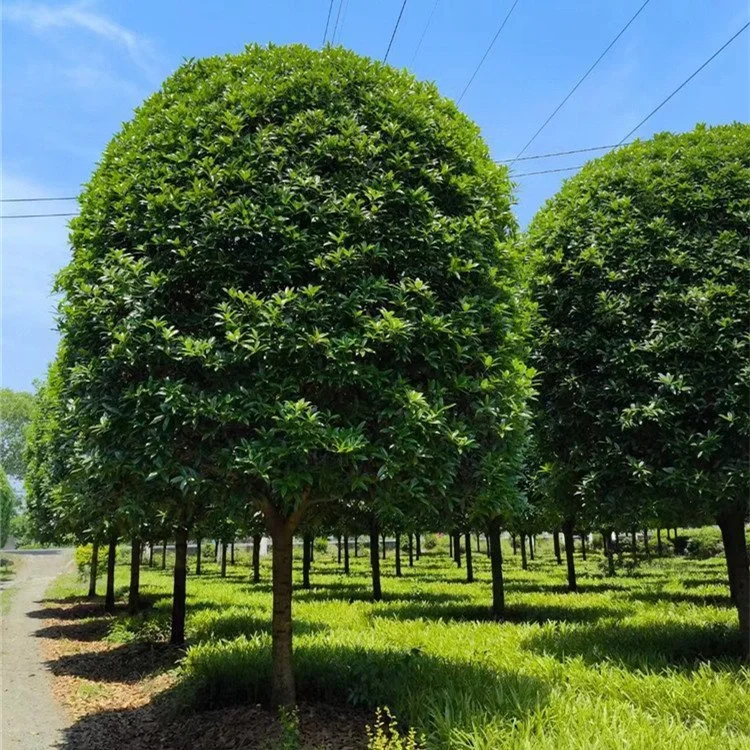 成都苗木基地 本地草花灌木批发，可施工
