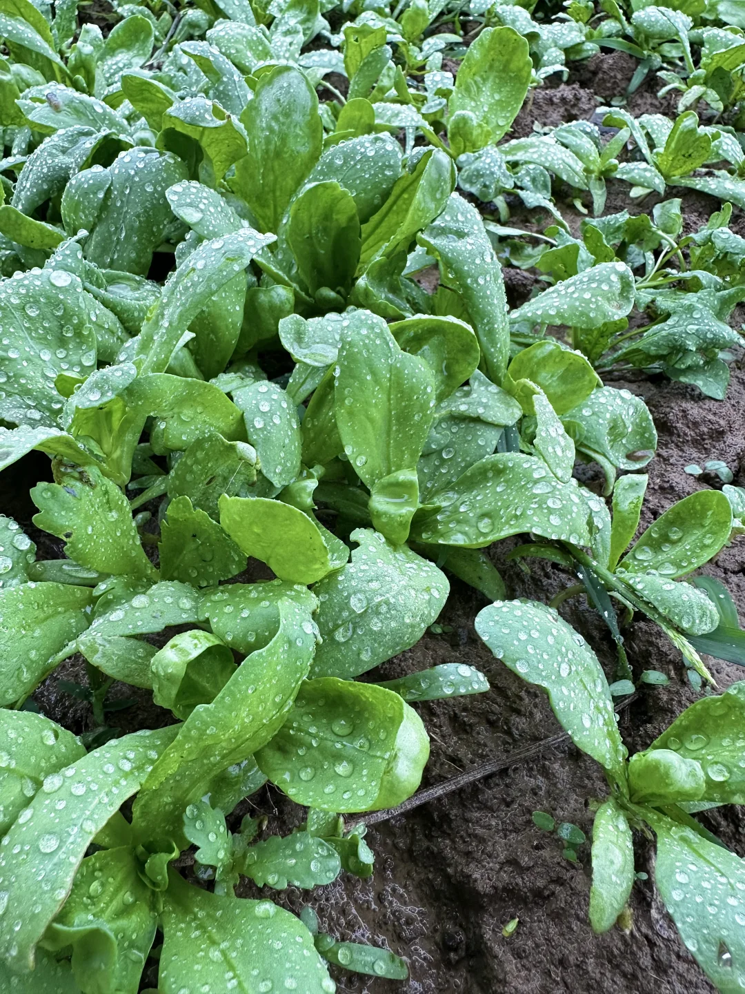 雨中的菜地 太治愈