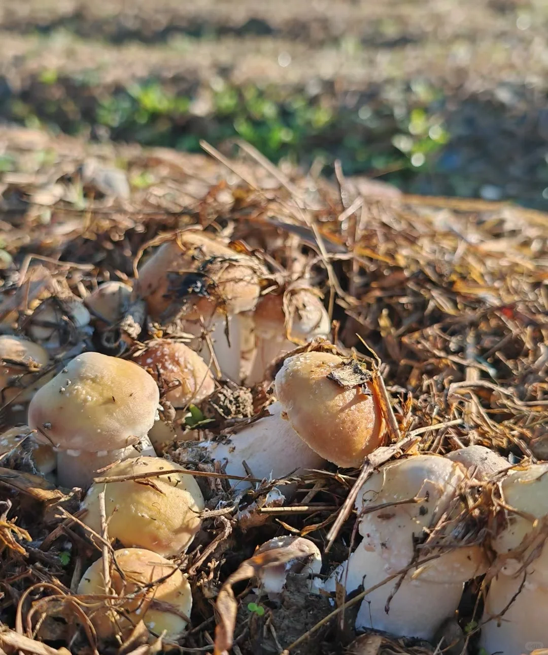 这些年种植菌类的心酸与苦辣，只有其中人懂