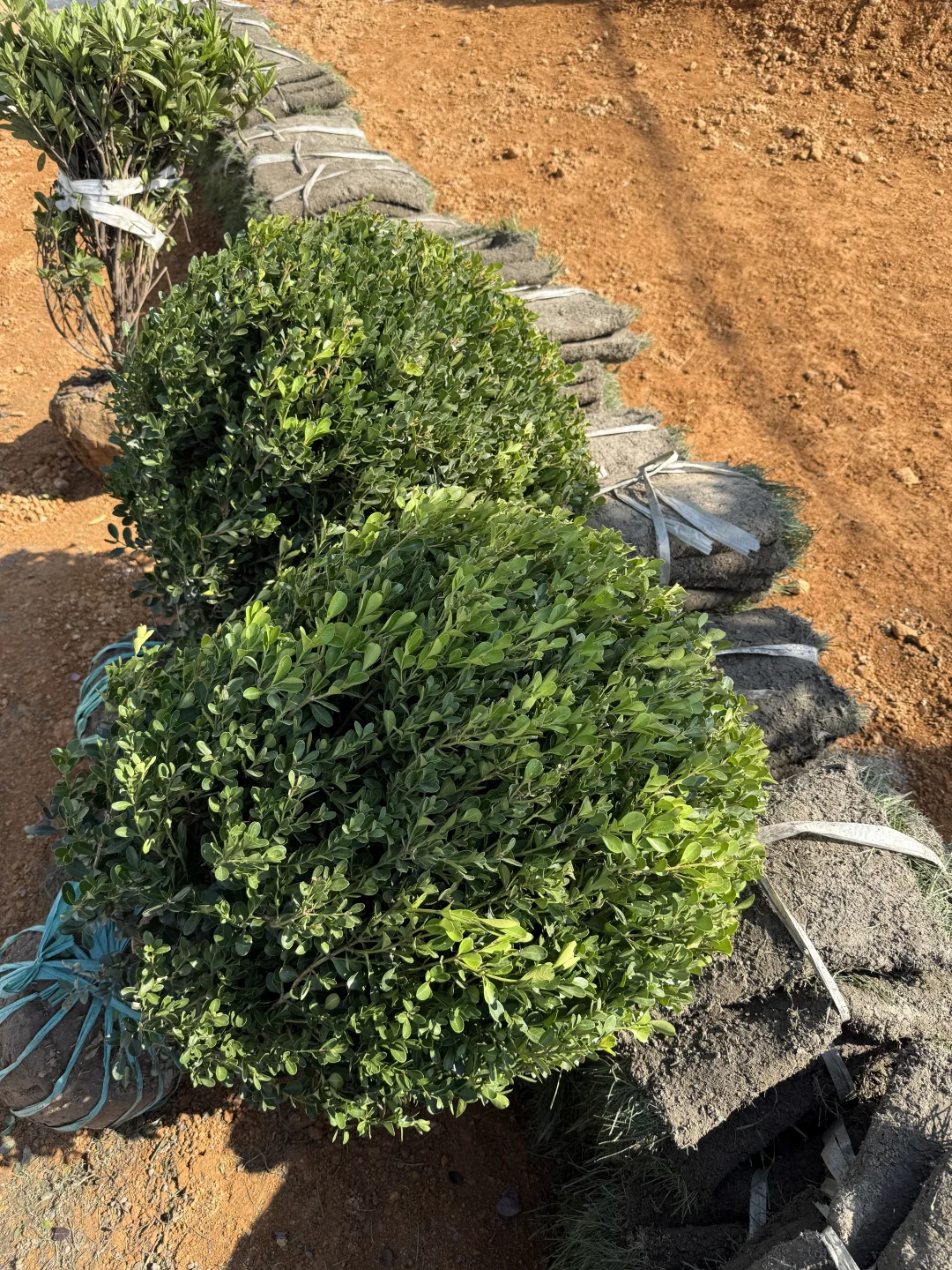 自建房小院开始种花花草草啦????