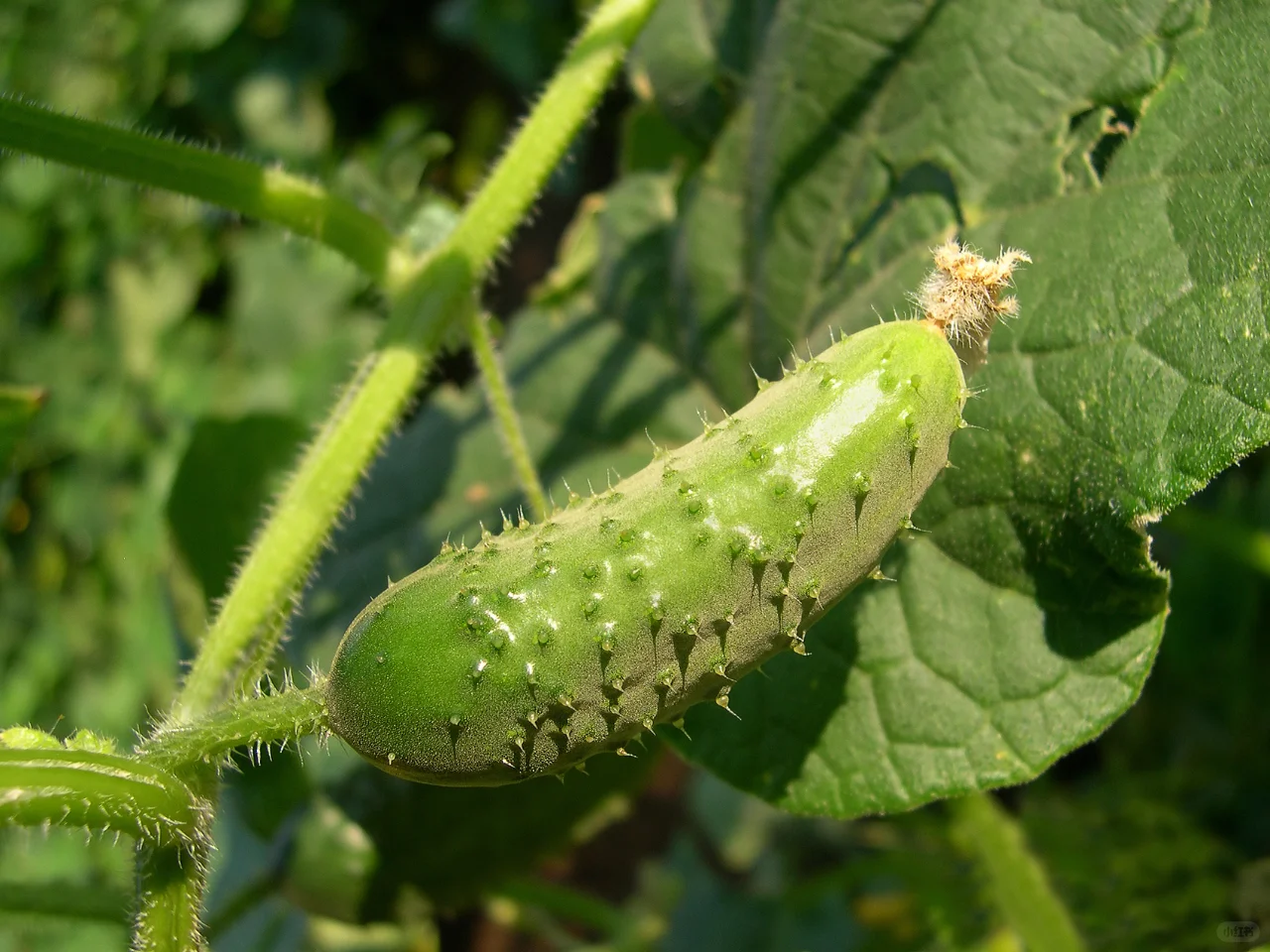 黄瓜种植：选种、选地、、整地、育苗、定植