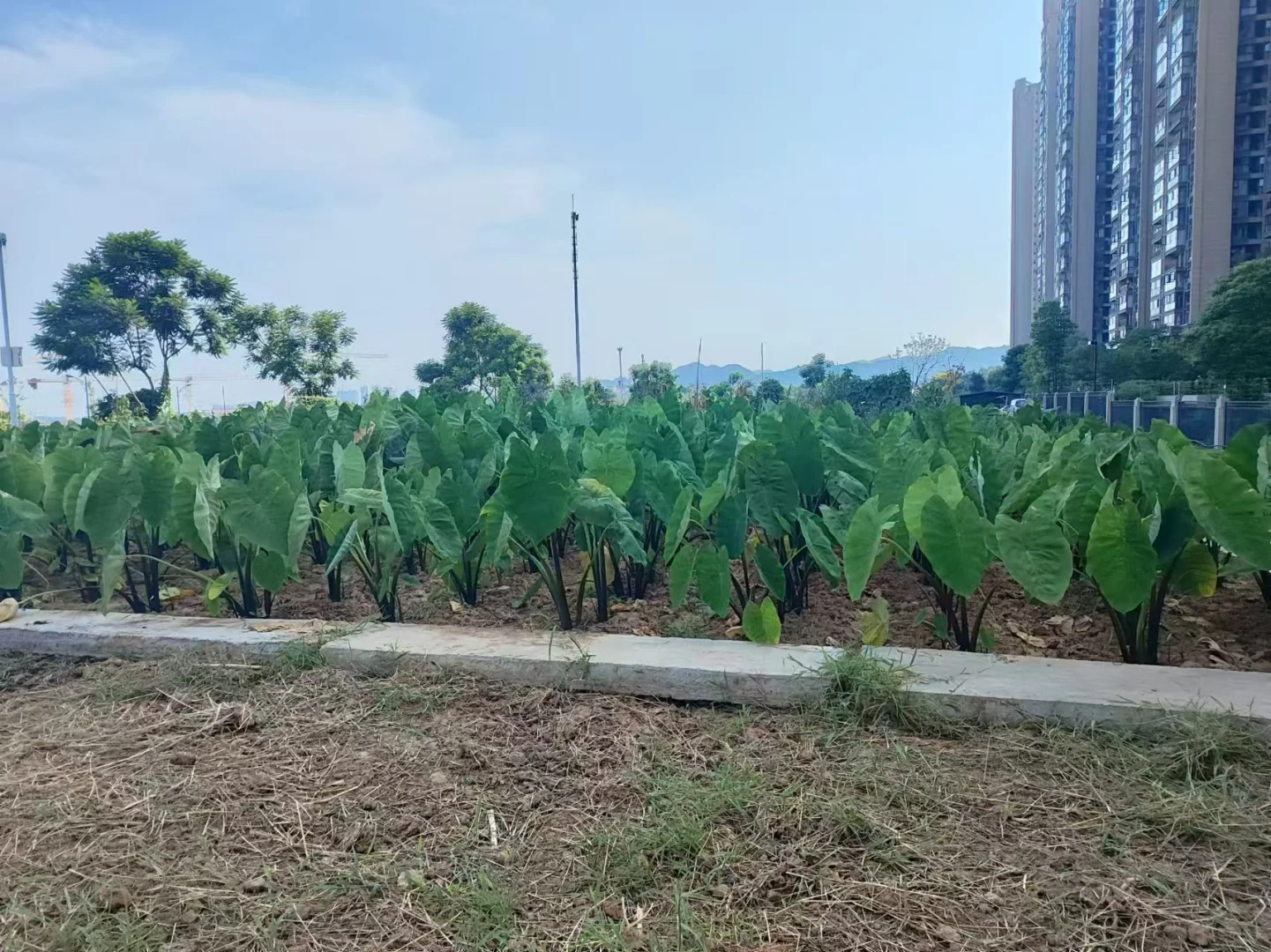 ?堆肥小妙招，生活垃圾变宝藏?