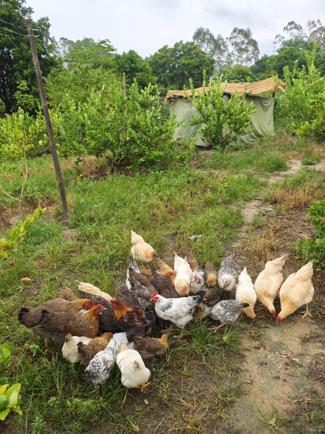 果园出租 农庄转让 着急拆伙出手