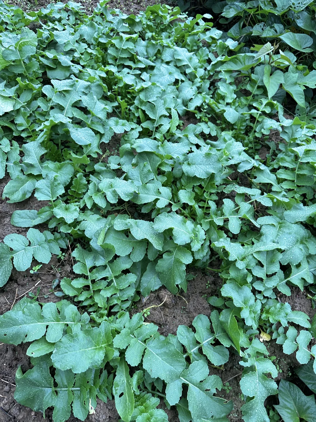 雨中的菜地 太治愈