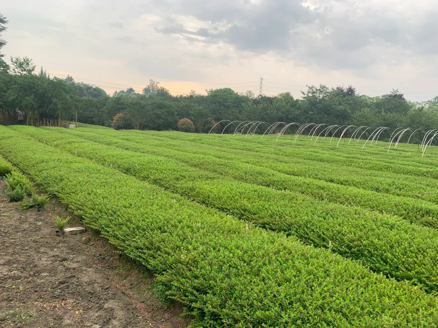 成都苗木基地 本地草花灌木批发，可施工