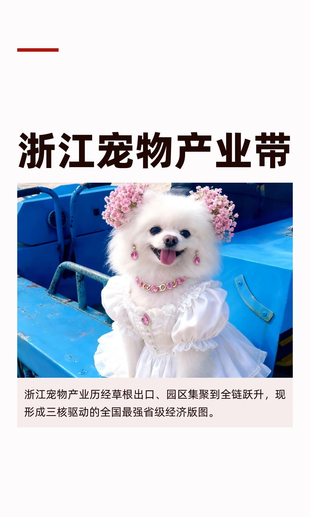 浙江宠物产业带