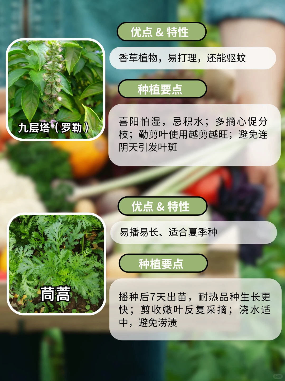 这9种阳台好养瓜果蔬菜，别错过啦~