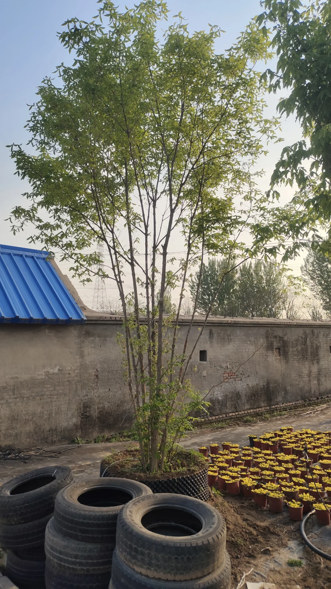 是不是很好看，你的花园里是不是少一棵