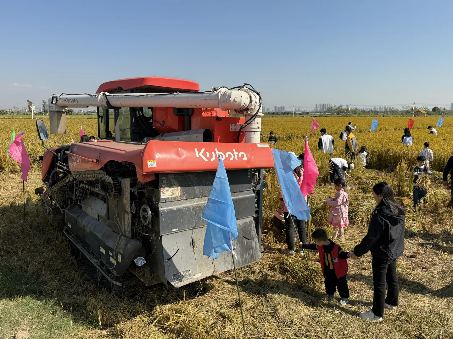 ? 晚稻割禾，又见久保田