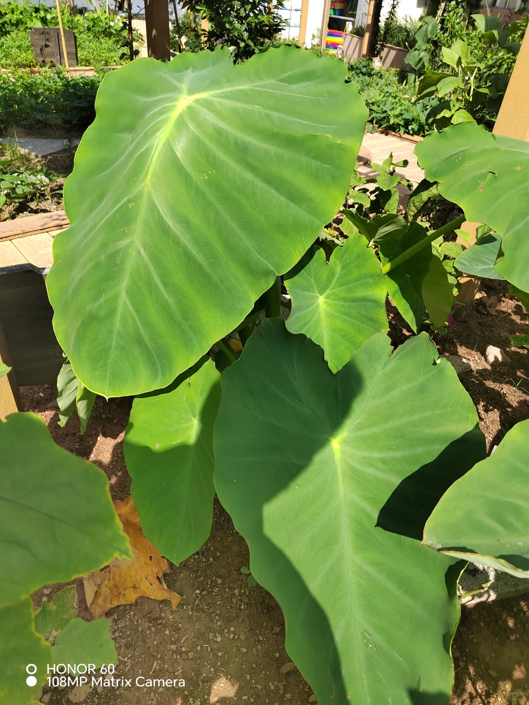 谁能百分百说出这些菜名？