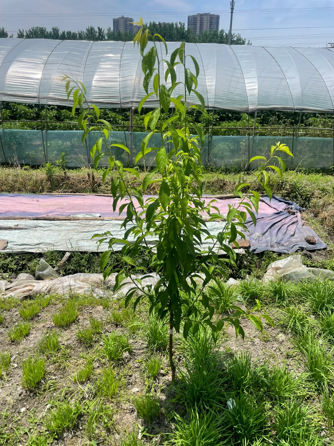 去年冬天买的果树苗都长大了