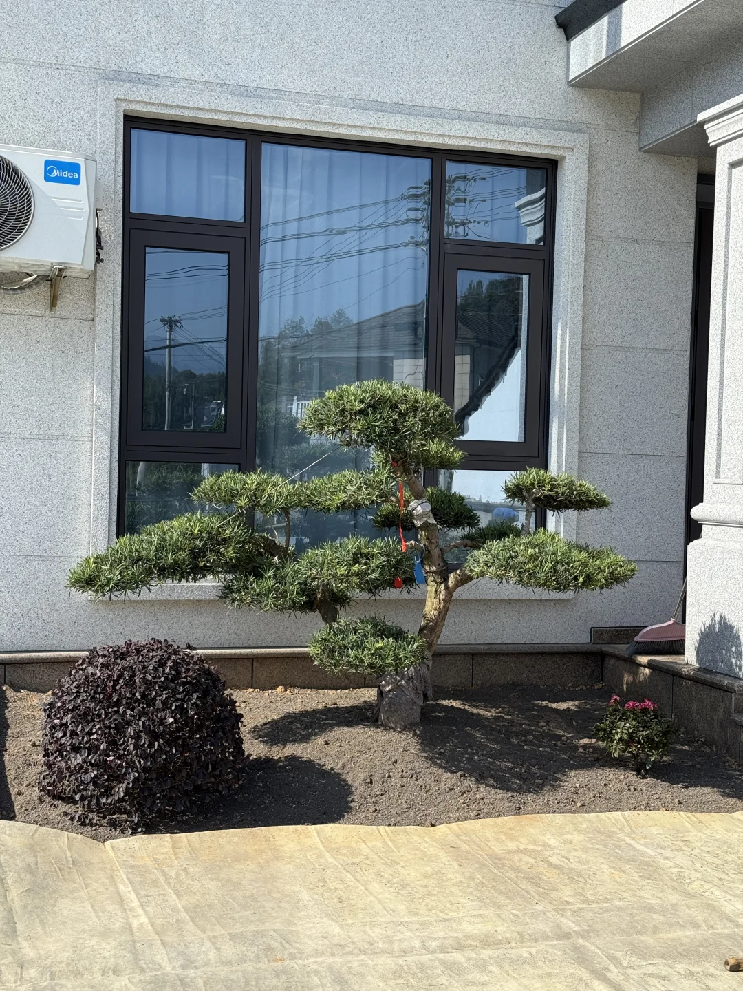 自建房小院开始种花花草草啦????