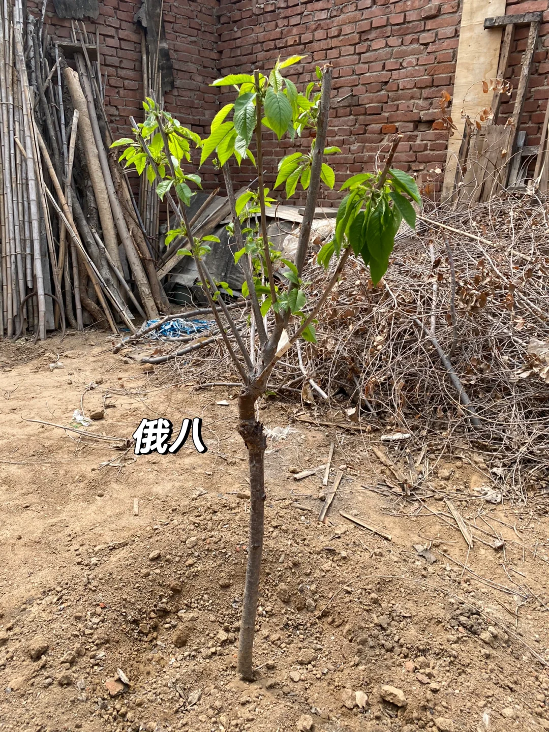 关于两颗樱桃树成长的故事?