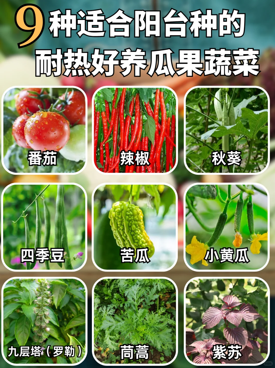 这9种阳台好养瓜果蔬菜，别错过啦~