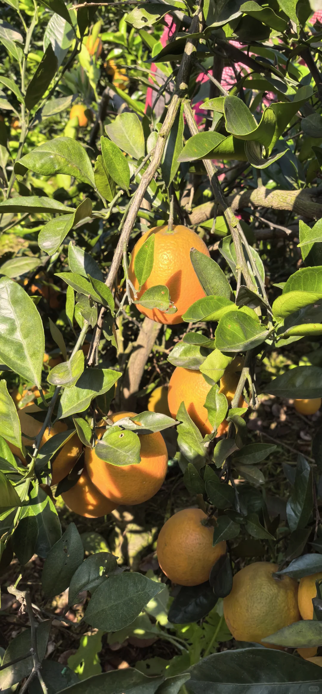 谁懂啊！农村老家的橙子熟的满山遍野都是