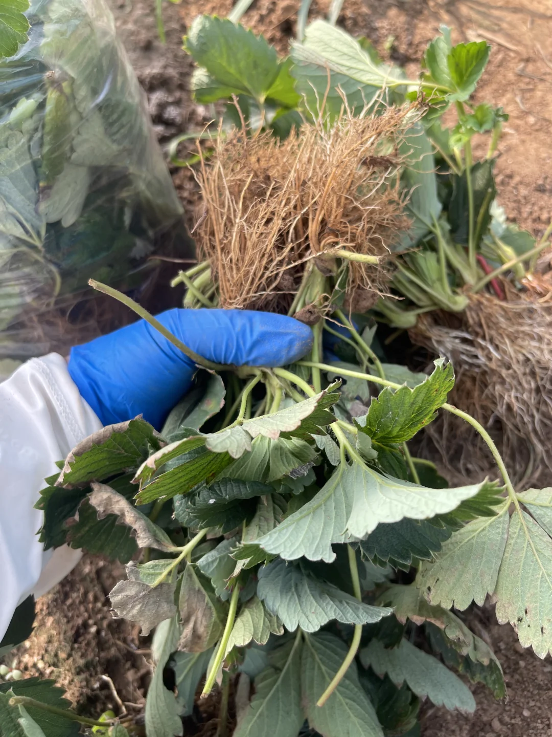 挖几棵看看苗情