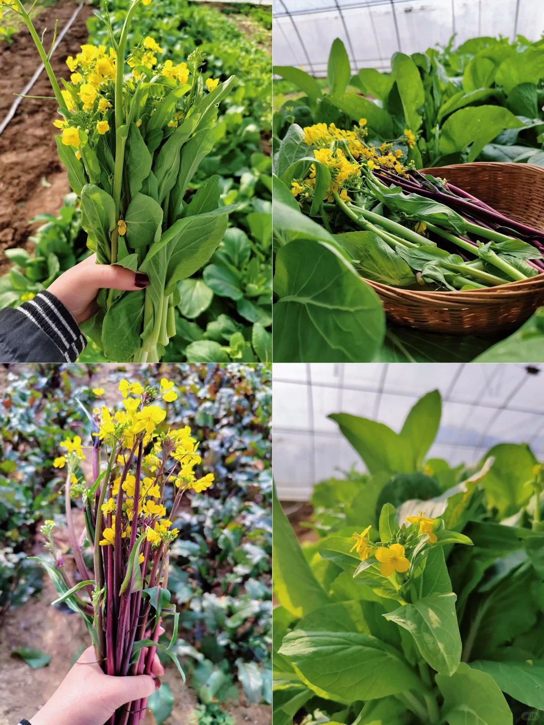 菜园子的治愈瞬间，想看你们种的菜~