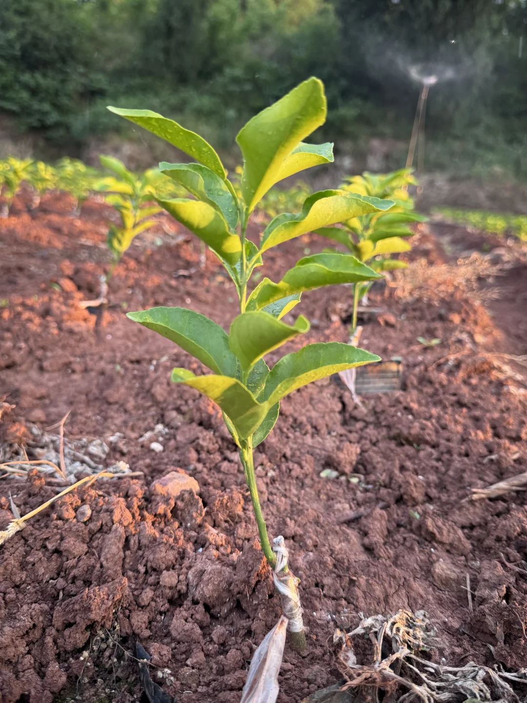 好久没有分享了