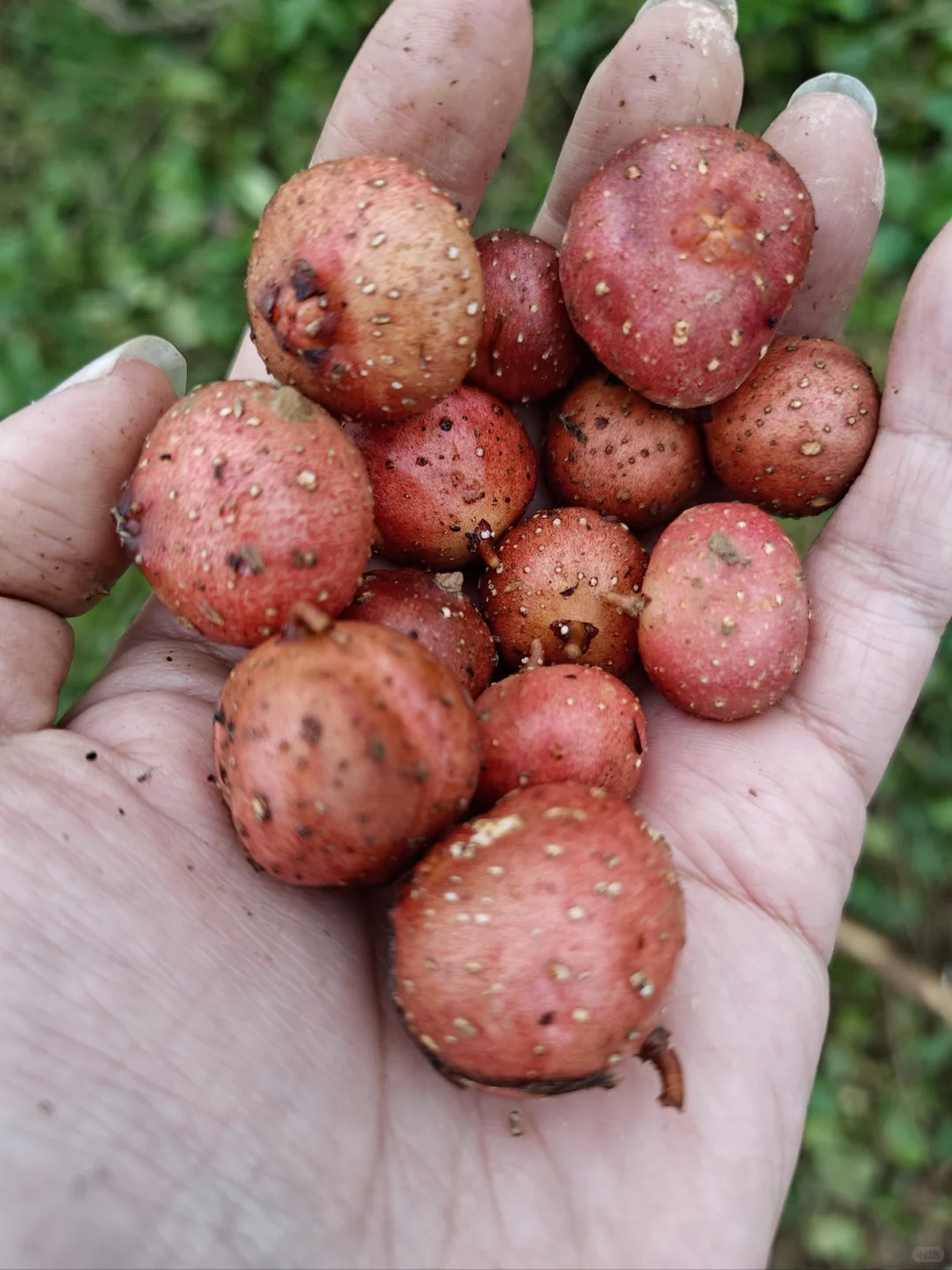 不想在大城市当牛马的我，选择回村种野地瓜