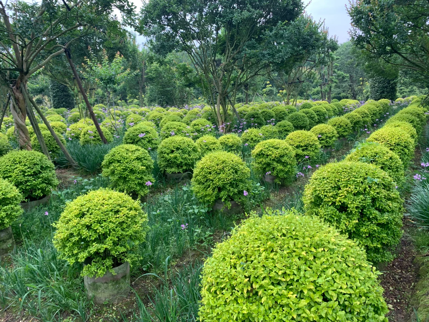 成都苗木基地 本地草花灌木批发，可施工