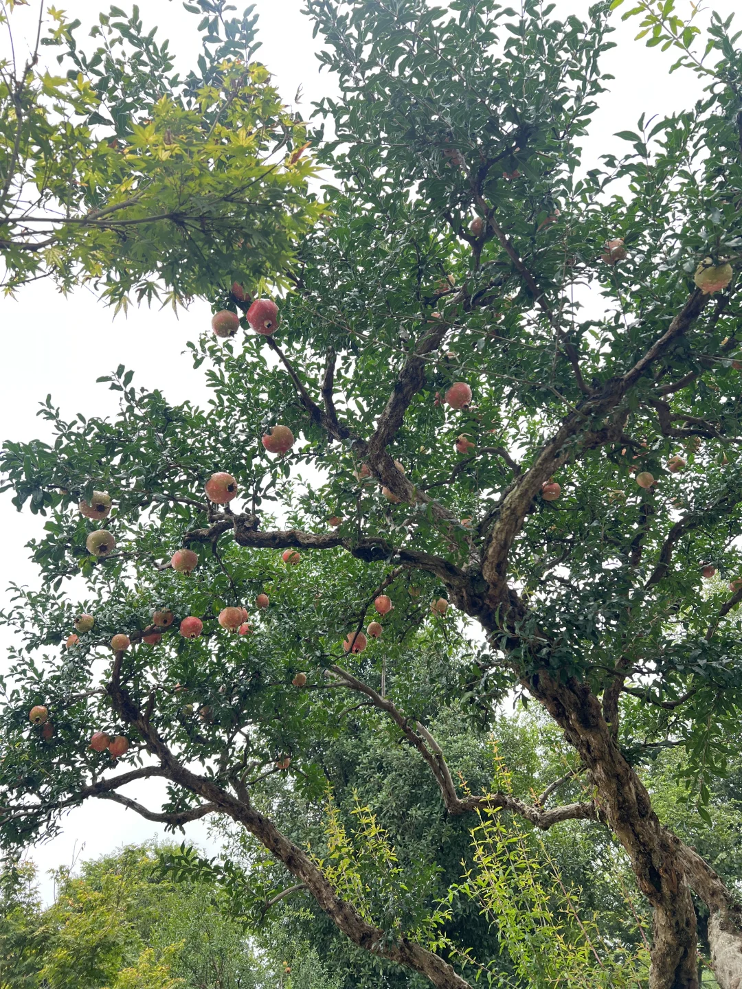 又到了吃石榴的季节了