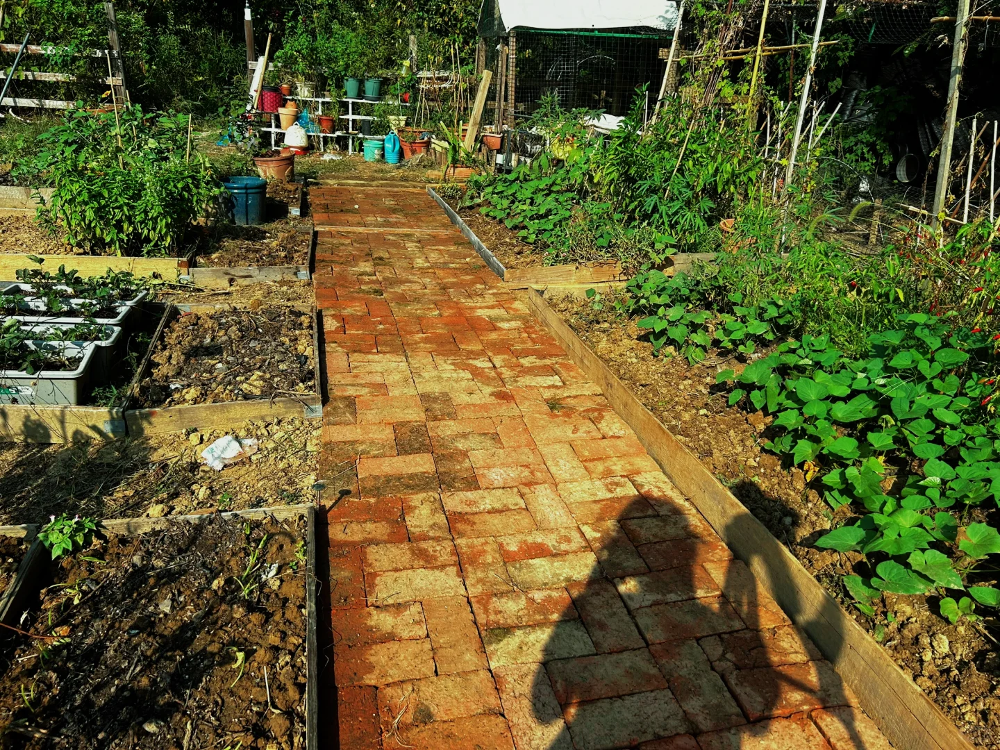 一个人玩十亩农场，累的还剩半条命，明年还种