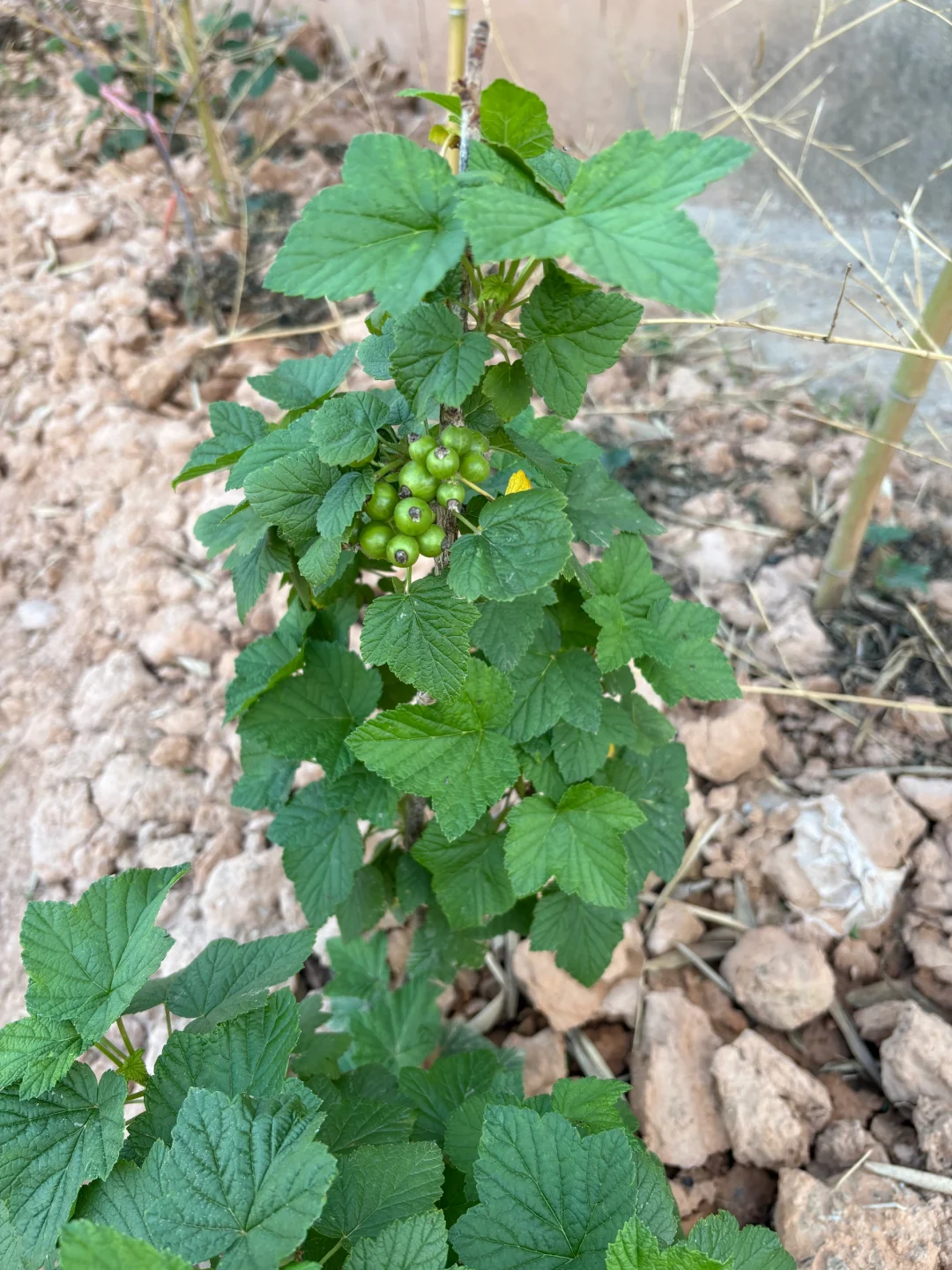 网购树苗说是猕猴桃，