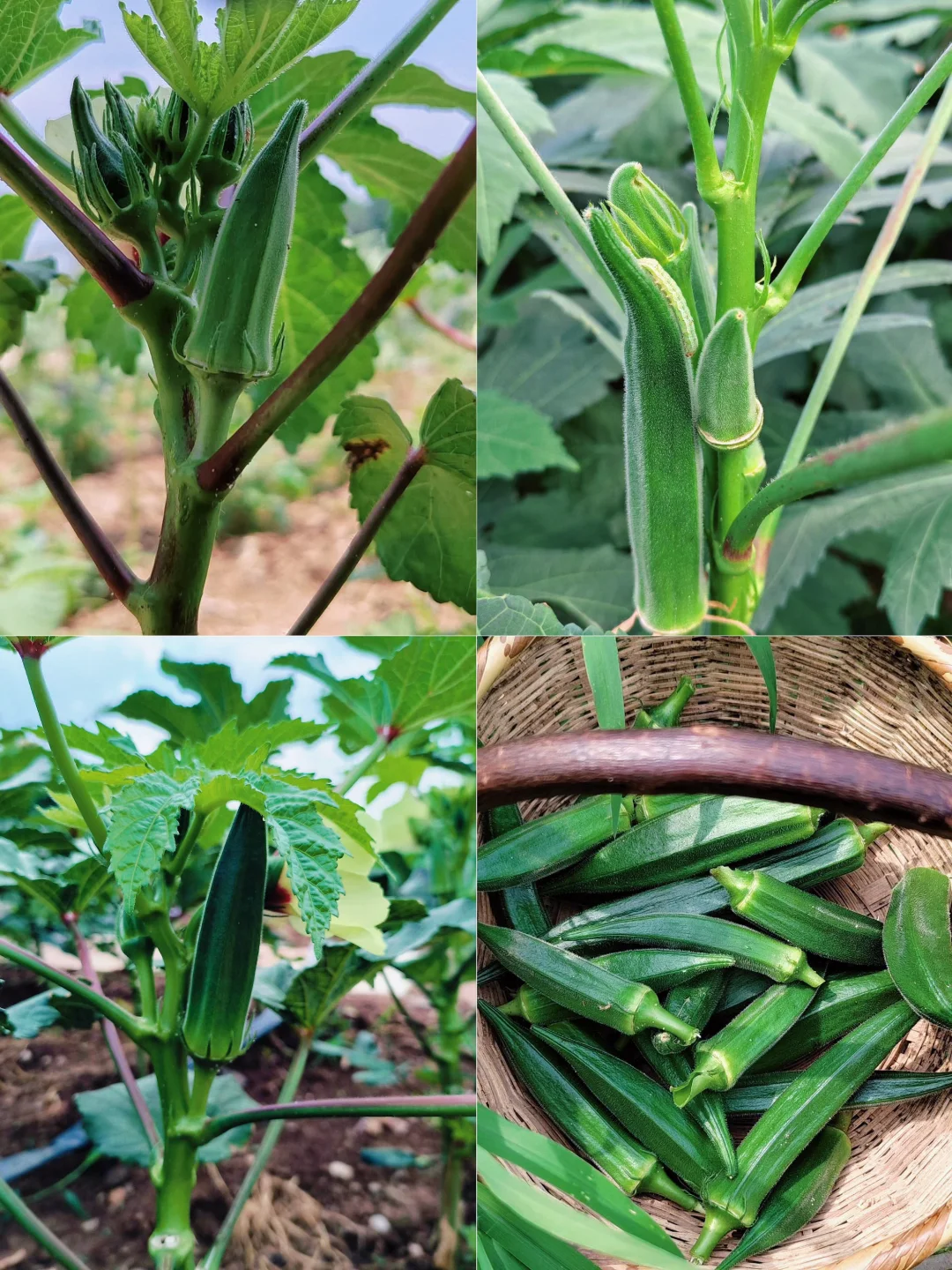 菜园子的治愈瞬间，想看你们种的菜~