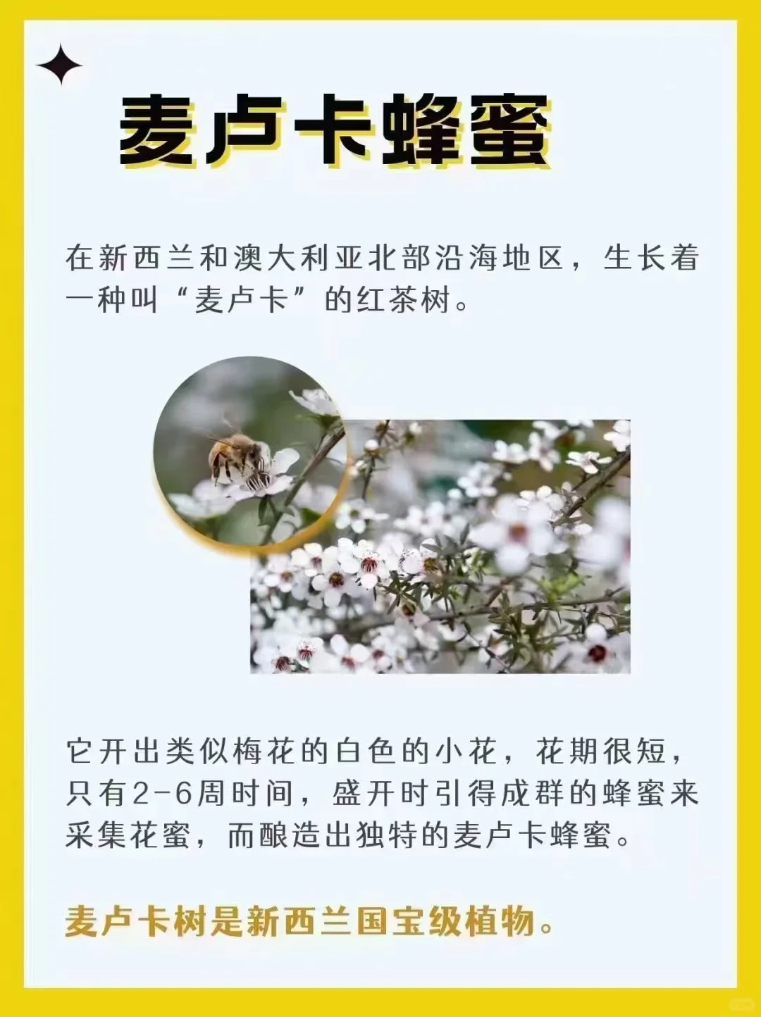 澳洲麦卢卡蜂蜜?正品