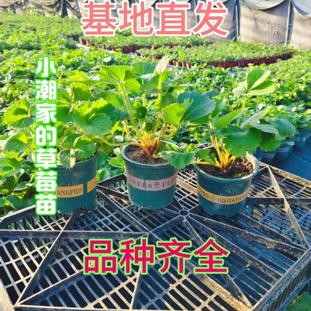 草莓盆栽草莓树草莓苗草莓