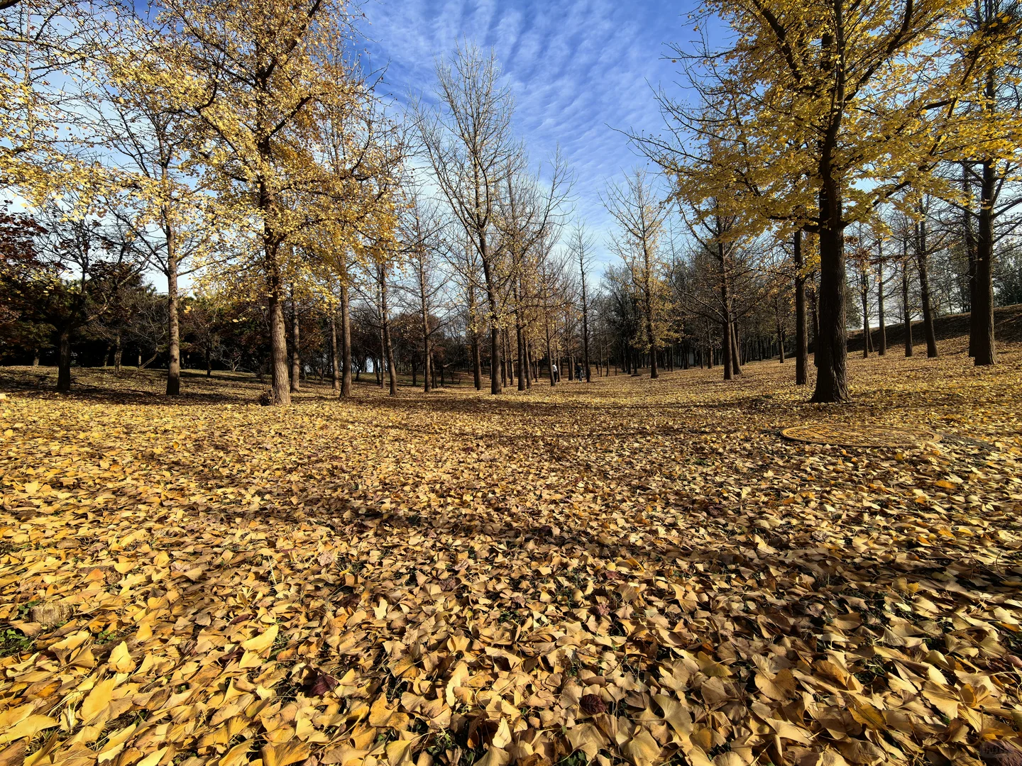 国际企业亦庄文化园银杏林