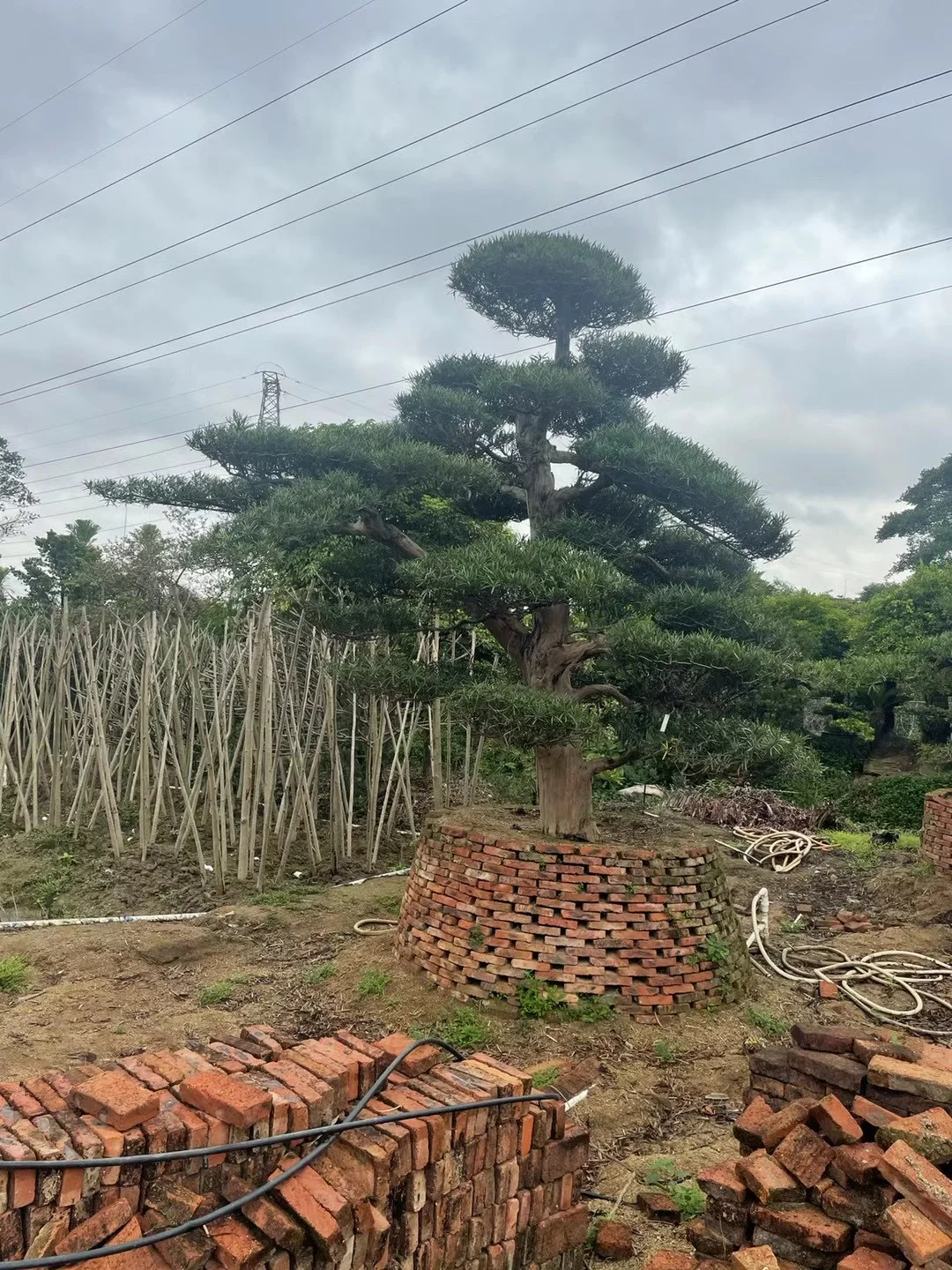 ?【中山园林树苗清仓大甩卖！捡漏速来！！！】