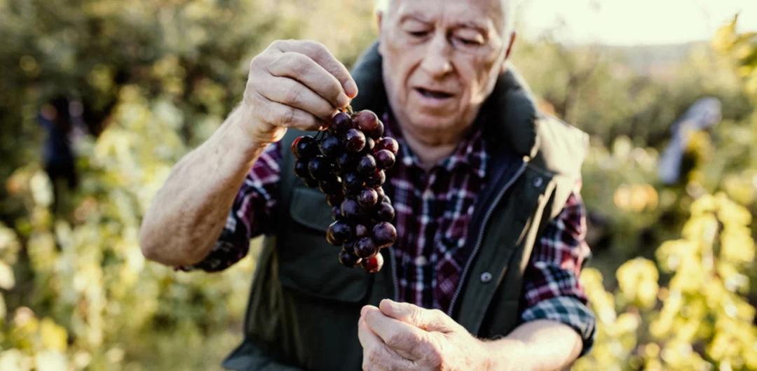 葡萄园已不是纯粹的农业生产地，还是投资品