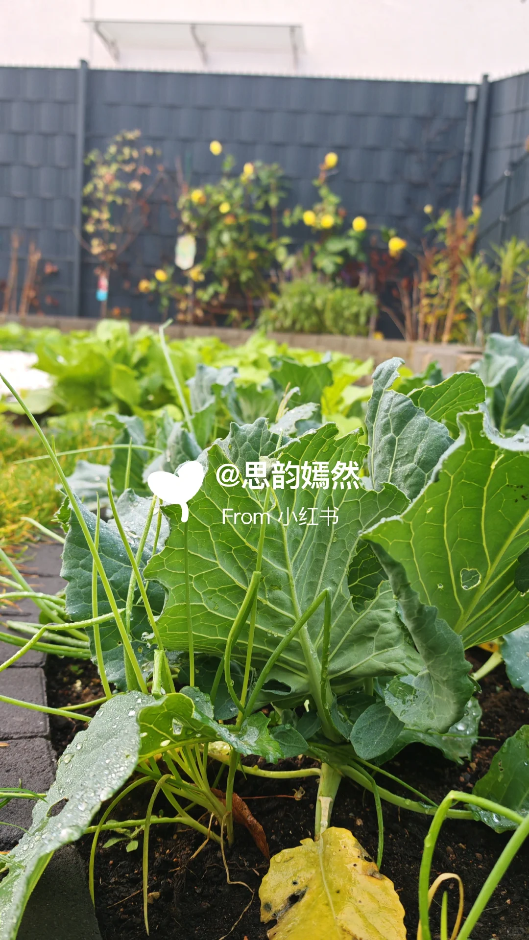 ??德国冬季蔬菜种植与暖棚的使用