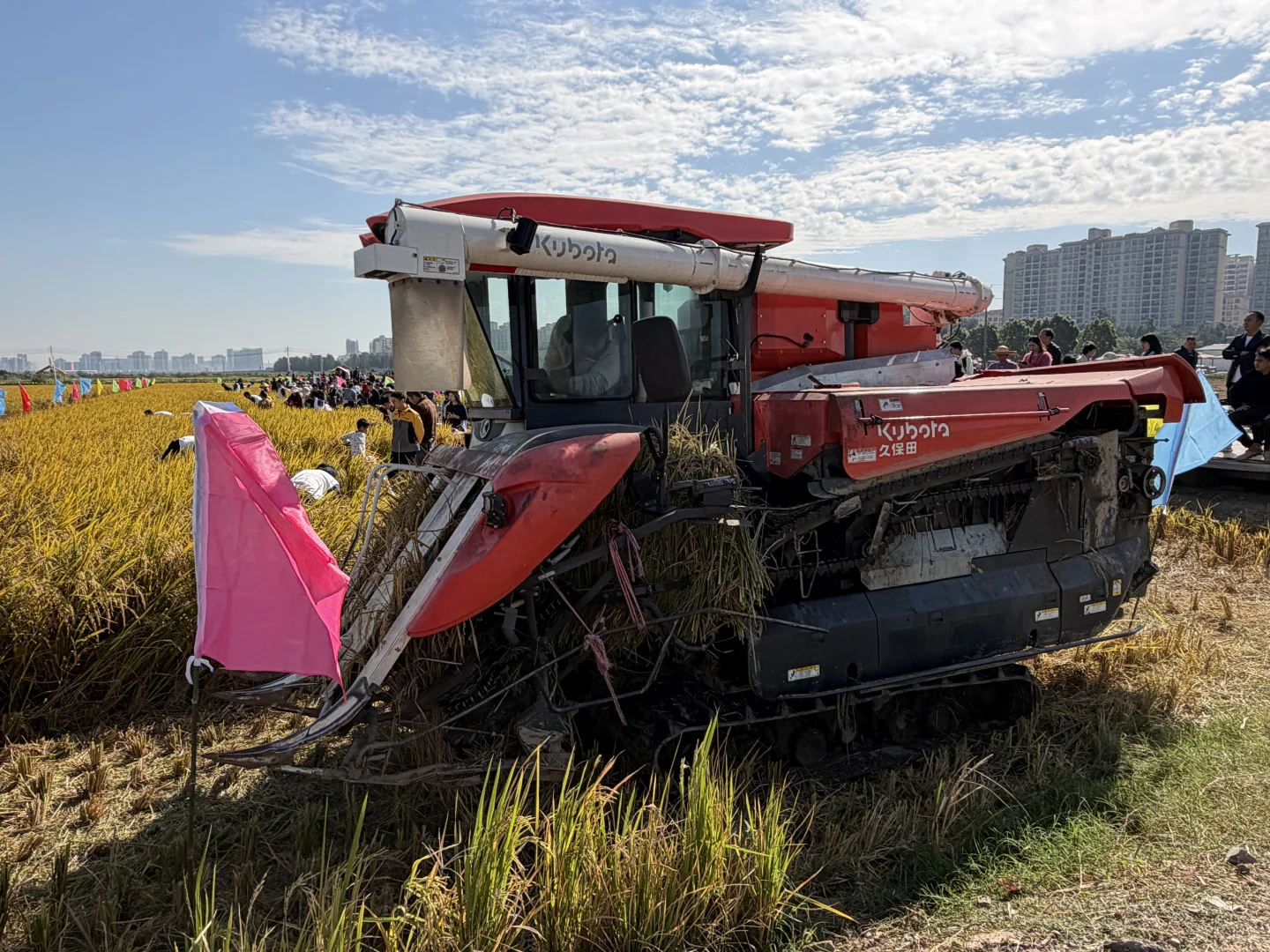 ? 晚稻割禾，又见久保田