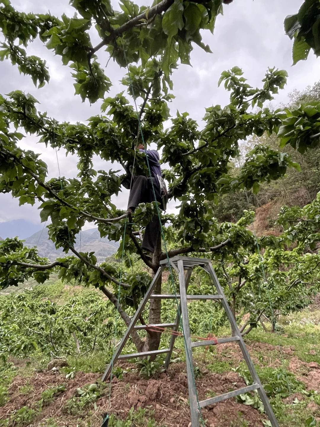 我就不理解 那些卖假车厘子树苗的良心何在
