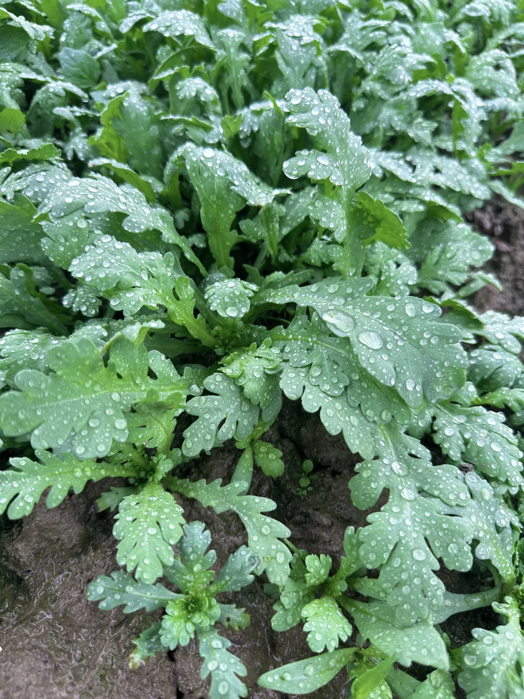 雨中的菜地 太治愈