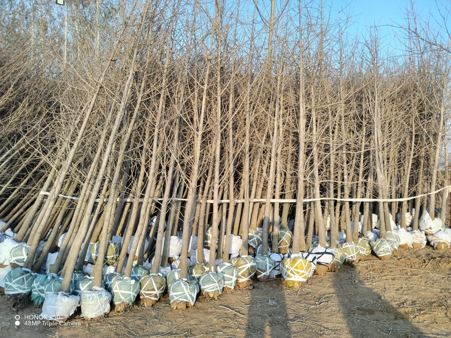 1--15公分银杏树