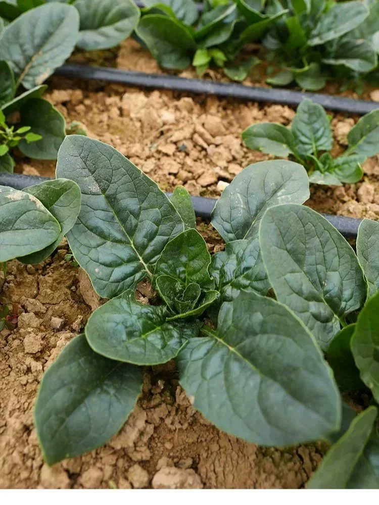 天冷也不怕，这7种绿叶菜现在种正当时！