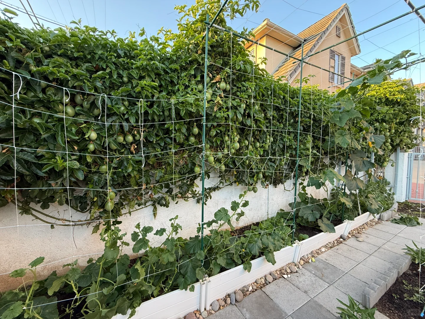 小小菜园 种满蔬果