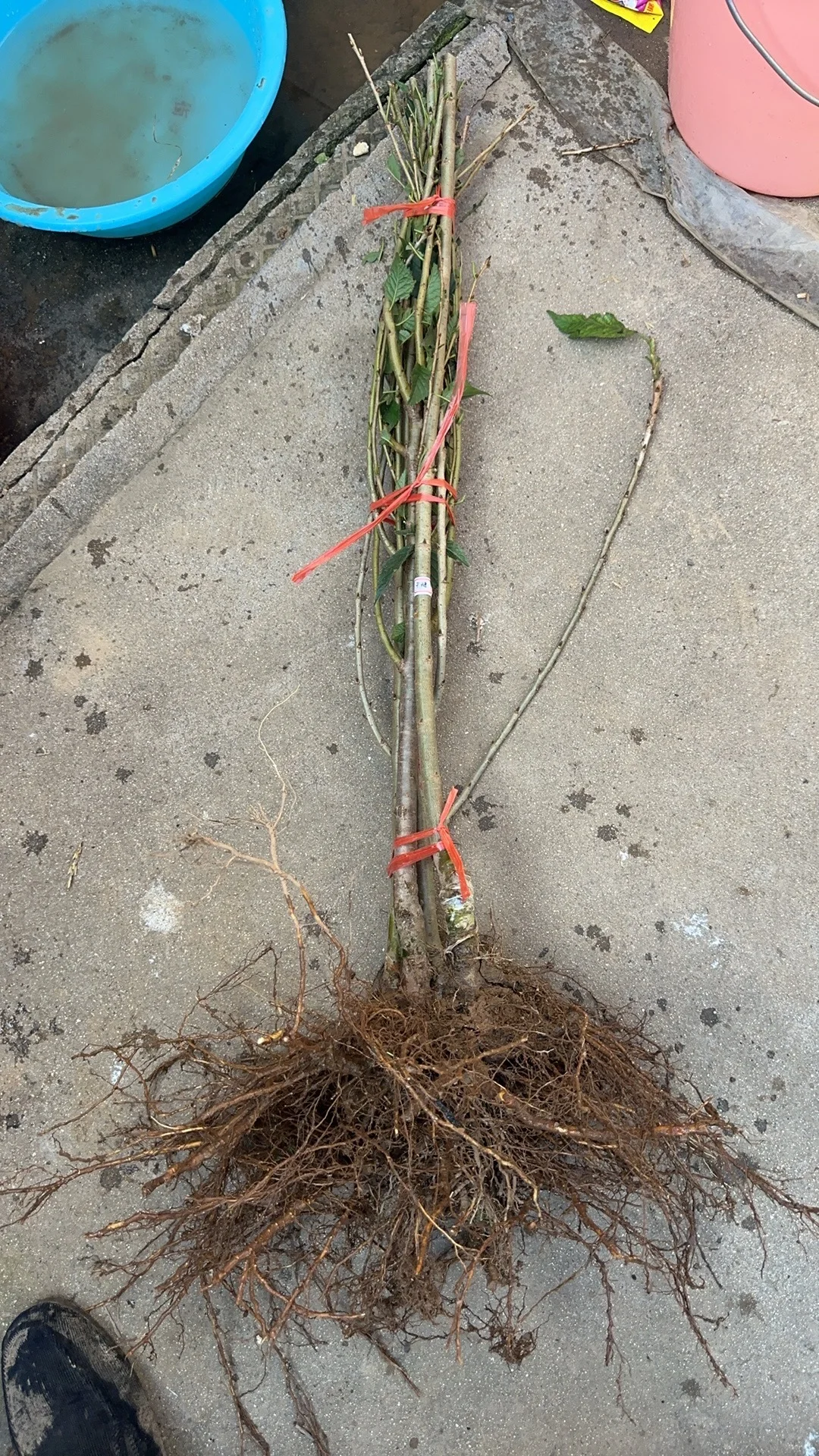 昨天发到国外5棵不同品种的小樱桃树。