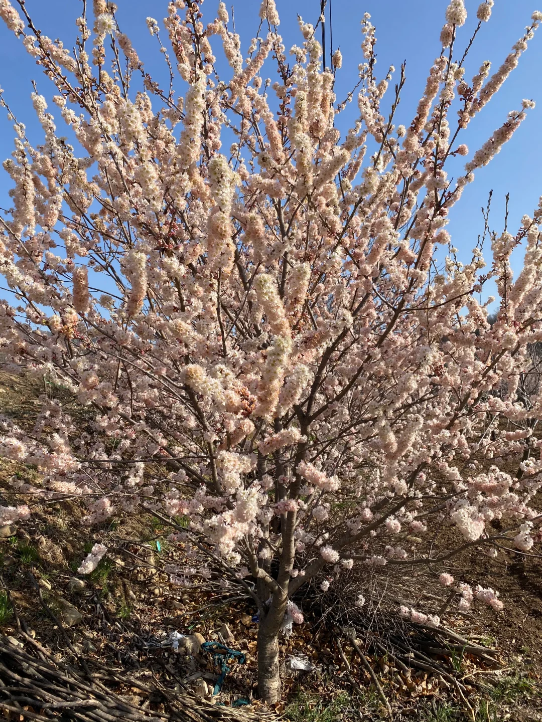 中华小樱桃树各种规格继续起苗了