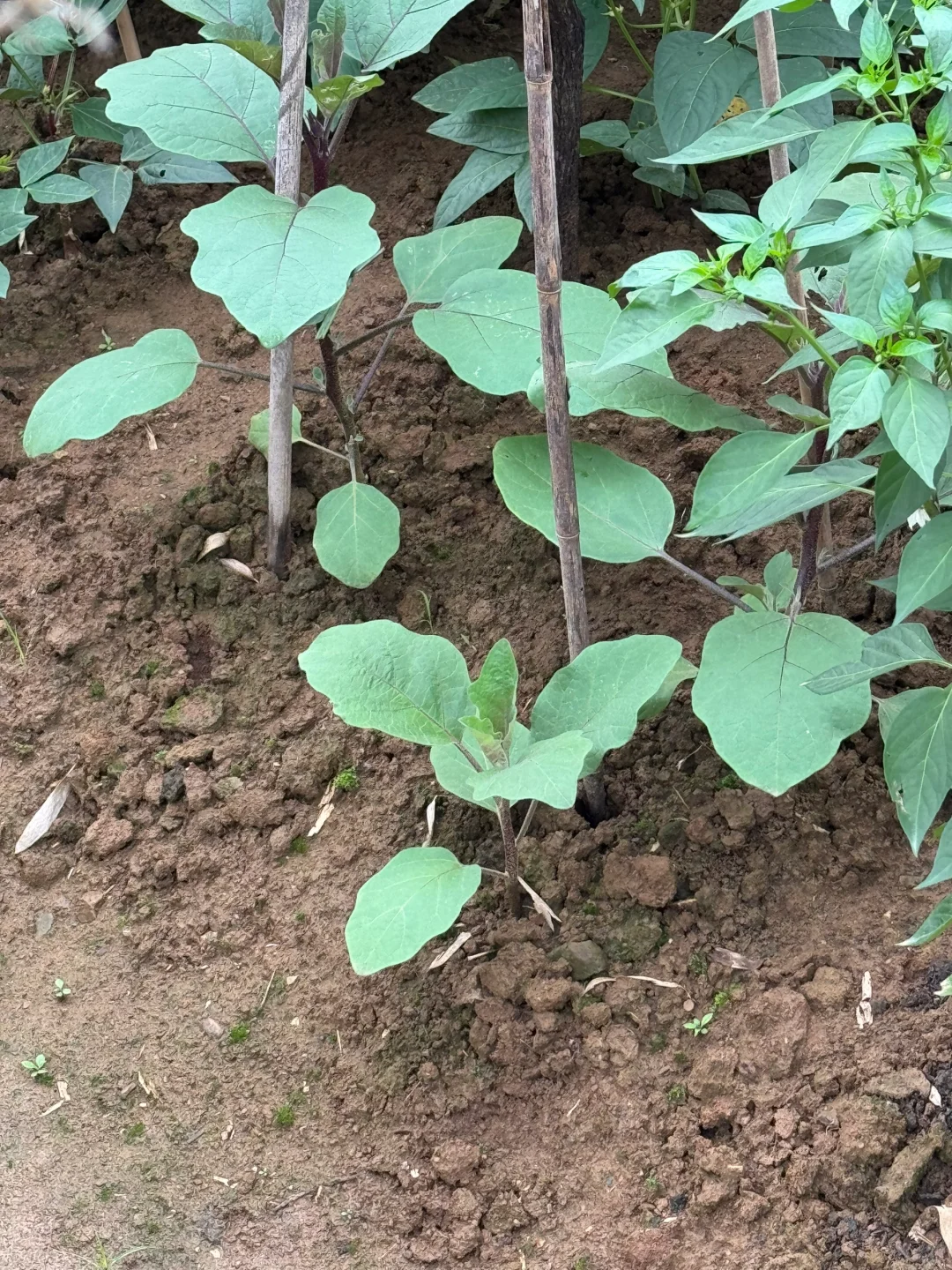 瓜果蔬菜的幼崽版本，太可爱了?