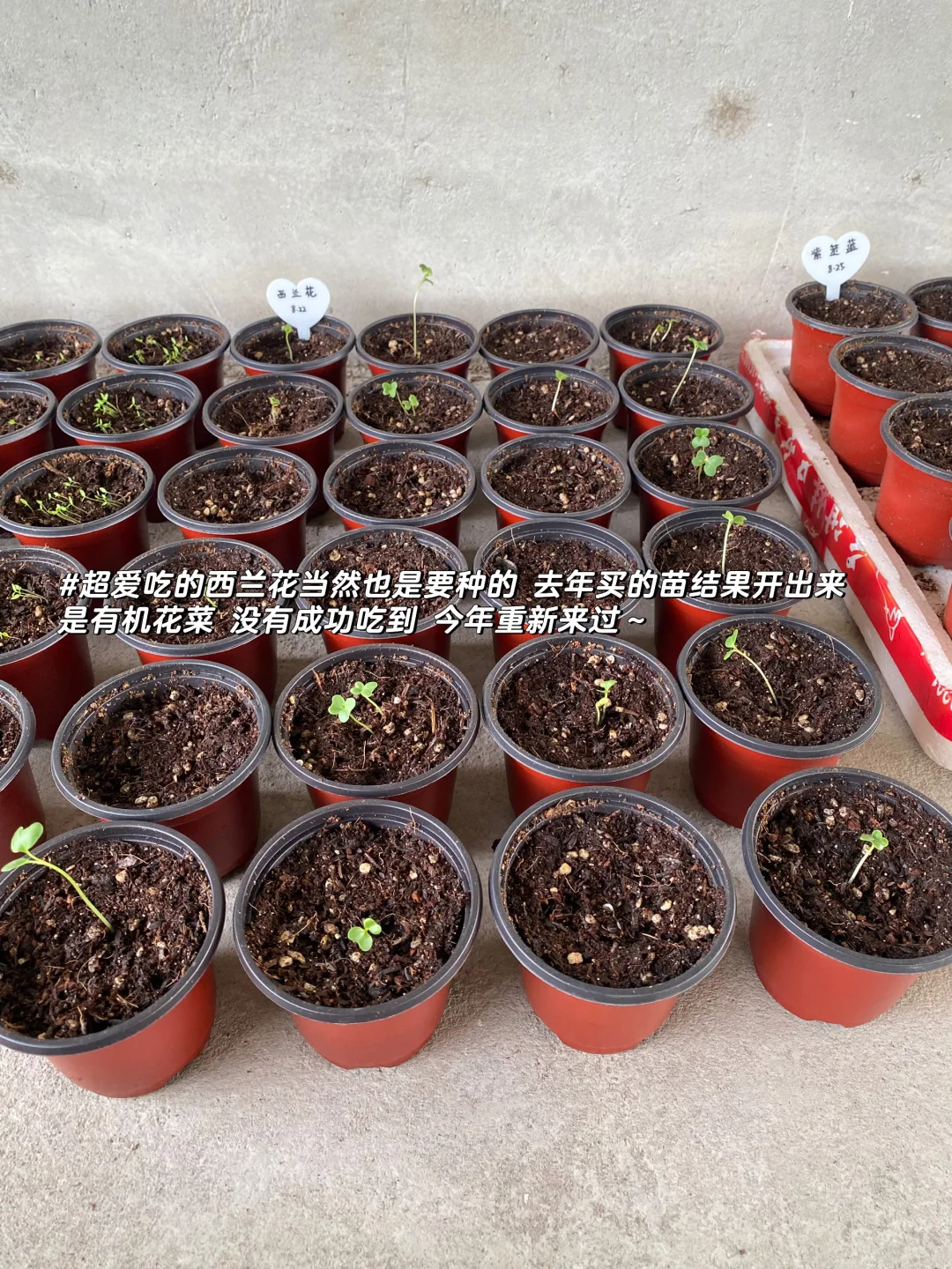 秋播种植记｜报告 秋播的序幕已在8月拉开～?