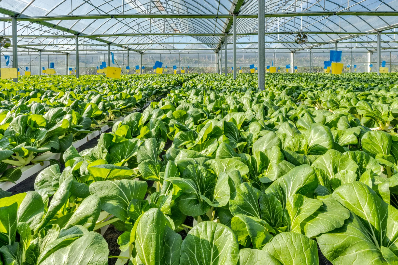 奥克兰周末正确打开方式｜体验蔬菜种植采摘