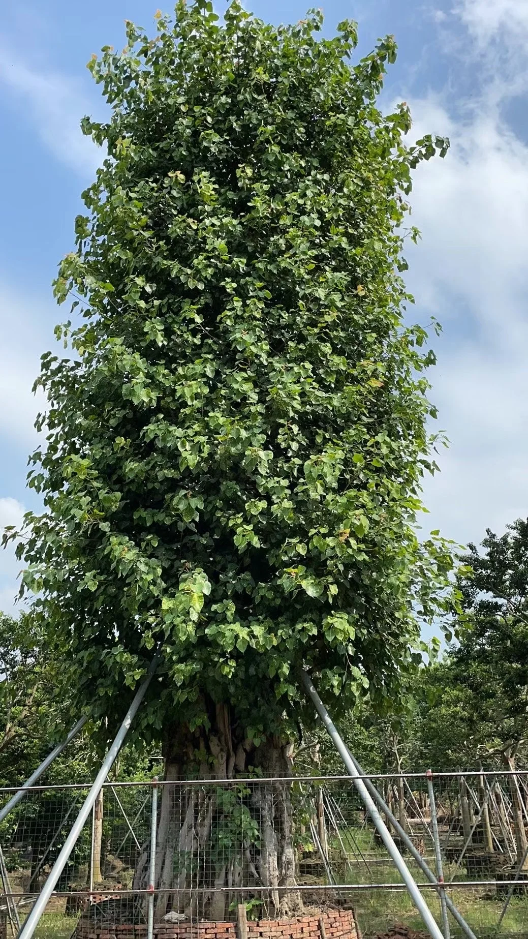 ?【中山园林树苗清仓大甩卖！捡漏速来！！！】